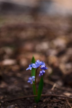 Bahar bahçesindeki BlueBell çiçekleri kapanıyor. Arkaplan br