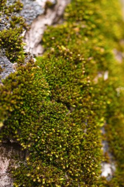 Ceviz kabuğunda yeşil yosun, yakın plan. Ceviz ağacının resmi.