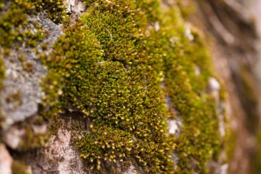 Ceviz kabuğunda yeşil yosun, yakın plan. Ceviz ağacının resmi.