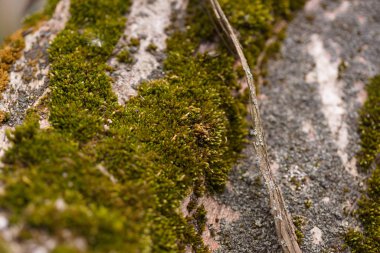 Ceviz kabuğunda yeşil yosun, yakın plan. Ceviz ağacının resmi.