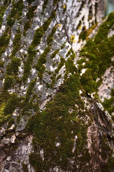 Green moss on walnut bark closeup. Stock photo of walnut tree ba — 스톡 사진