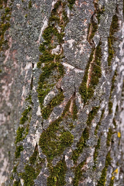 Zelený mech na ořechové kůře. stock fotografie ořechového stromu ba — Stock fotografie