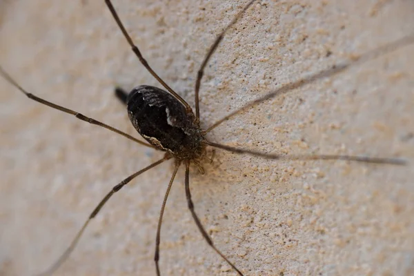 The black spider closeup on the orange wall with blurred backgro — 스톡 사진