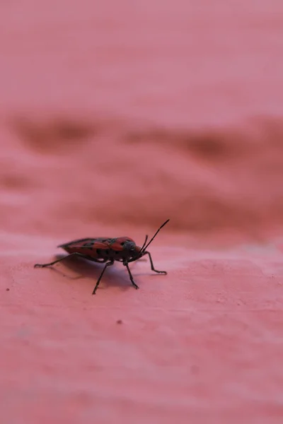 Redbug di dinding pink closeup dengan latar belakang kabur . — Stok Foto