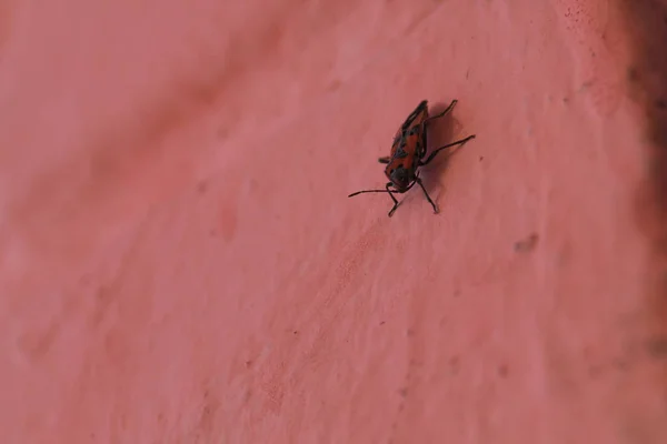 Redbug auf rosa Wand Nahaufnahme mit verschwommenem Hintergrund. — Stockfoto