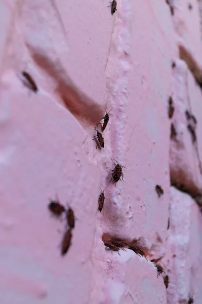 A lot of redbugs on pink wall with blurred background. — 스톡 사진