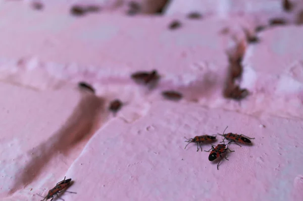 A lot of redbugs on pink wall with blurred background. — 스톡 사진