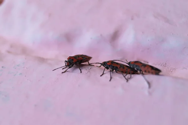 A lot of redbugs on pink wall with blurred background. — 스톡 사진