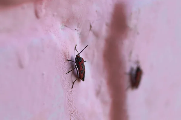 A lot of redbugs on pink wall with blurred background. — 스톡 사진