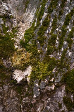 Ceviz kabuğunda yeşil yosun, yakın plan. Ceviz ağacının resmi.
