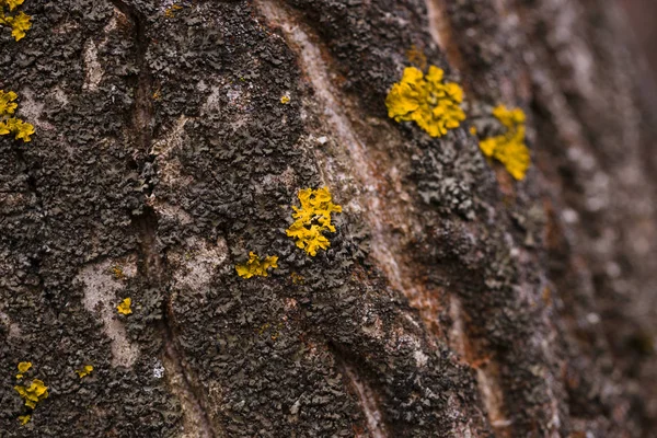 Green moss on walnut bark closeup. Stock photo of walnut tree ba — Stock Photo, Image