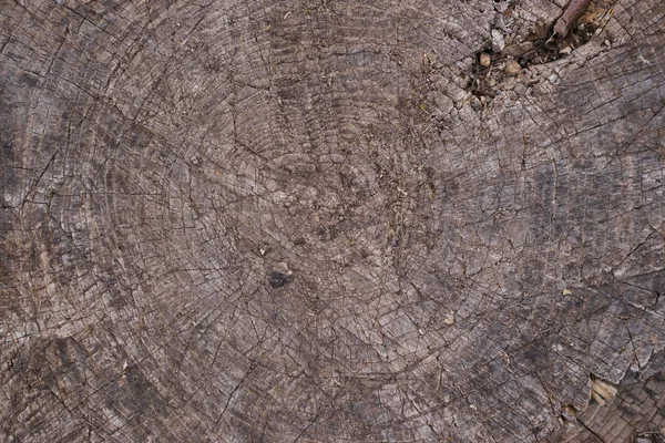 Antiguo primer plano de superficie texturizada de madera. Moss y relieve en superficie . — Foto de Stock