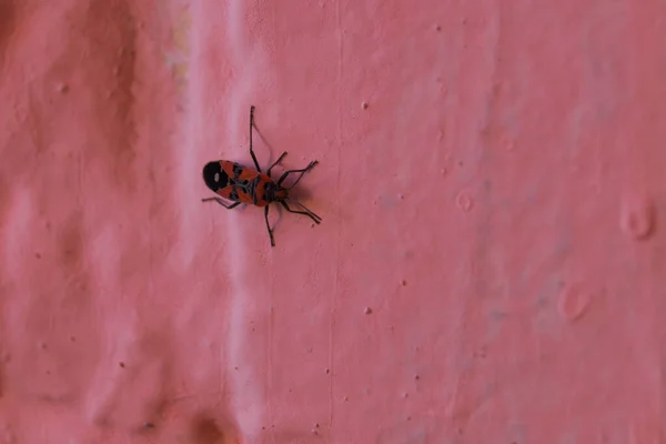 Redbug Pink Wall Closeup Blurred Background — 스톡 사진