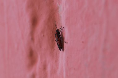 Pembe duvardaki kırmızı hata. Arkaplanı bulanık..