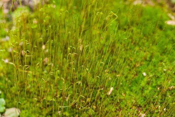 Musgo Verde Amarelo Fresco Com Fundo Desfocado Vista Perto Com — Fotografia de Stock