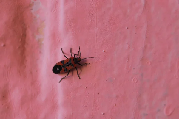 Redbug Parede Rosa Closeup Com Fundo Borrado — Fotografia de Stock