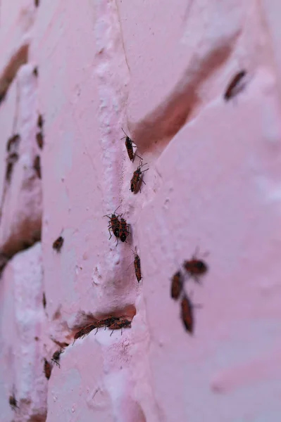 Lot Redbugs Pink Wall Blurred Background — Stock Photo, Image