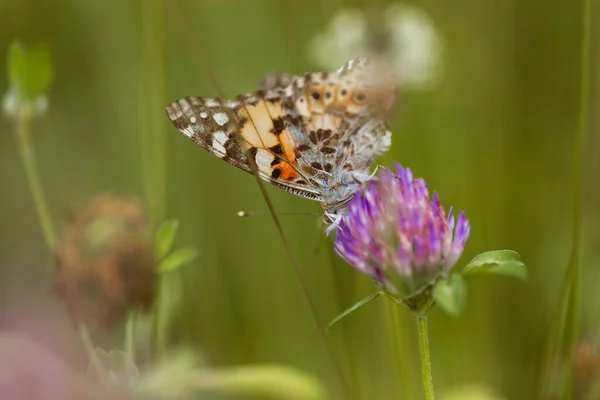 Una Mariposa Naranja Flor Silvestre Sobre Fondo Borroso Verde Suave — Foto de Stock