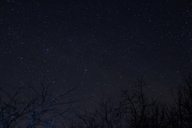 Uzun pozlama Gecesi Fotoğrafı. Önünde ağaçlar olan bir sürü yıldız. Şehirden Uzakta.
