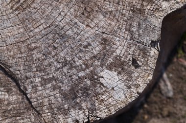 Eski ahşap desenli yüzey yakın çekim. Yüzeyde yosun ve rahatlama. Eski tahta desenli yosunlu tahta resimleri. Fotoğrafta kahverengi ve gri renkler.