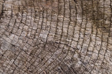 Eski ahşap desenli yüzey yakın çekim. Yüzeyde yosun ve rahatlama. Eski tahta desenli yosunlu tahta resimleri. Fotoğrafta kahverengi ve gri renkler.