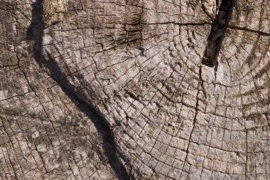 Eski ahşap desenli yüzey yakın çekim. Yüzeyde yosun ve rahatlama. Eski tahta desenli yosunlu tahta resimleri. Fotoğrafta kahverengi ve gri renkler.