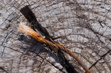 Eski ahşap desenli yüzey yakın çekim. Yüzeyde yosun ve rahatlama. Eski tahta desenli yosunlu tahta resimleri. Fotoğrafta kahverengi ve gri renkler.
