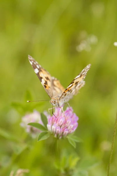 Orange Fjäril Vildblomma Mjuk Grön Suddig Bakgrund — Stockfoto