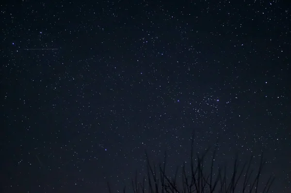 長時間露光夜写真 前景に木のある星がたくさんあります 街から遠く — ストック写真
