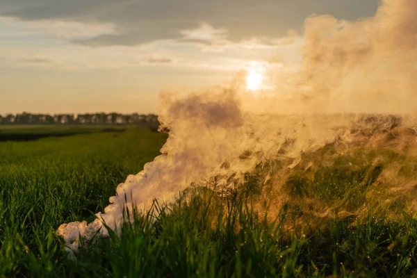 Der Weiße Rauch Gras Gegen Die Abendsonne Goldene Zeiten — Stockfoto