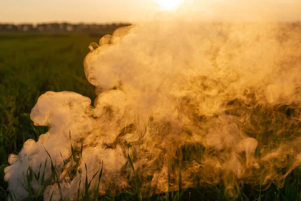 Big smoke bomb in young wheat. The white smoke in grass against evening sun. Sun near horizon.