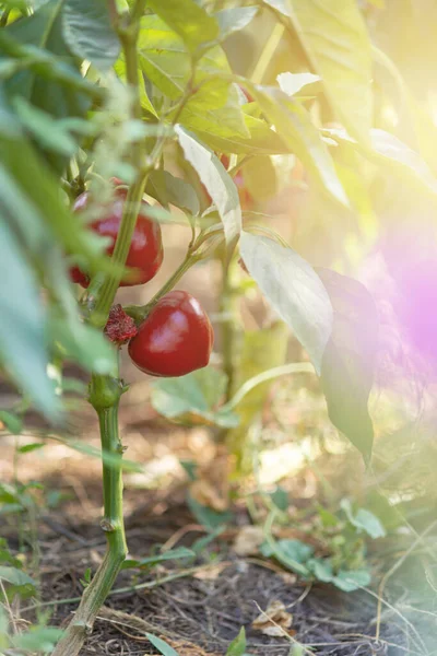 Pimenta Vermelha Doce Uma Cama Jardim Aldeia Eco Agricultura Longe — Fotografia de Stock