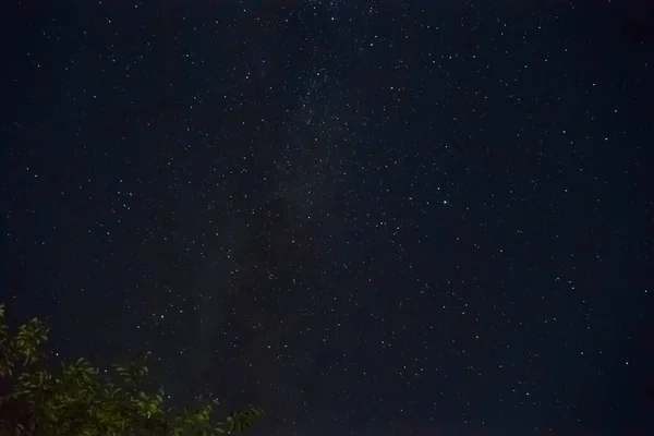 Долгосрочное Фото Много Звёзд Множеством Созвездий Туманность Небе Веткой Дерева — стоковое фото