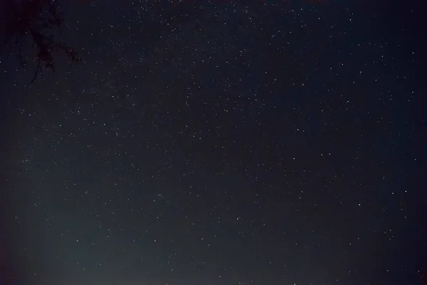 長時間露光夜の写真 星座の多い星がたくさんあります フレーム内の木の枝と空の星雲 柔らかいノイズ効果の夜の風景 — ストック写真