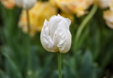 Bloom hakkında beyaz bir çiçek yakın çekim