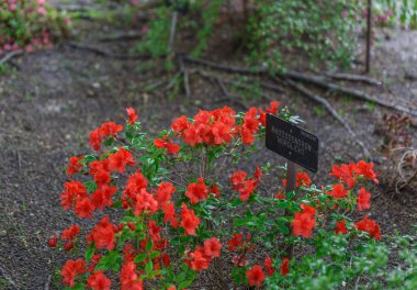 Botanik bahçesinde kırmızı çiçekler