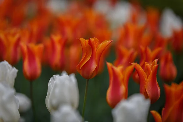 Red and orange colored flowers surrounded by white flowers — Stock Photo, Image