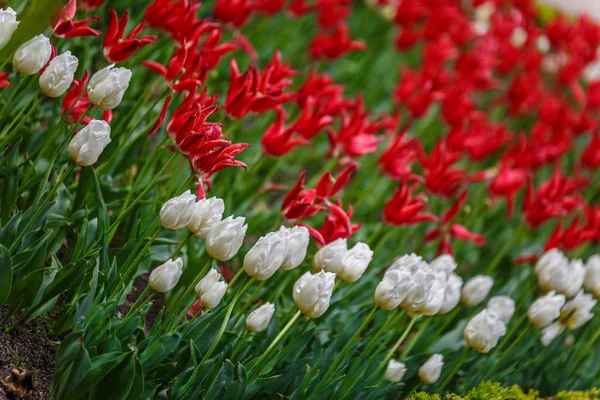 Red and white flowers on a spring day — Stock Photo, Image