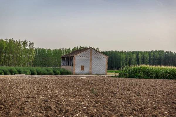 Casa de campo en medio de una plantación en un día de verano — Foto de Stock