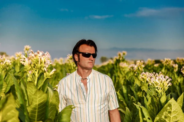 Attractive man in the middle of a tobacco plantation on a sunny