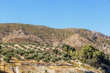 Bir hasat zeytin ağaçları Güney İspanya'nın görünümünü