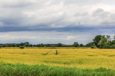 İngiltere'de kırsal ortasında güzel çayır