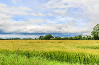 İngiltere'de güzel yeşil ve yapraklı manzara