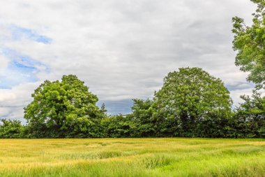 Çayır ve güzel bir Doğu İngiltere'de kırsal kesimde grove