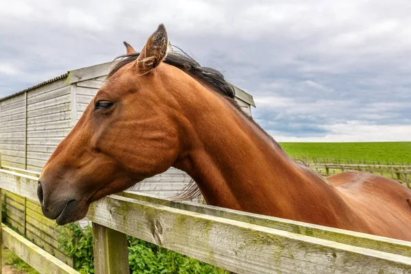 A race horse peering through a wooden fence — Stock Photo, Image
