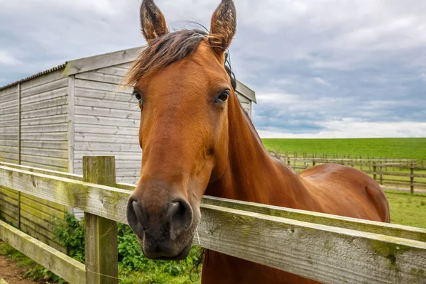 A beautiful brown horse peers its head over the wooden fence — Stock Photo, Image