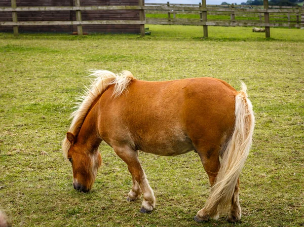 Lovely light brown horse with clear mane in the middle of a larg — Stock Photo, Image