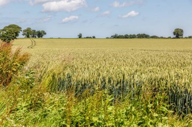 Tam doğada, Norfolk tabiat manzarası
