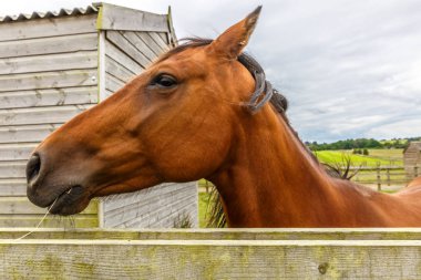 Primer plano de la cabeza de un caballo terminando de comer, en 