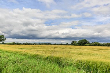Yapraklı ve yeşil alan görünümünü